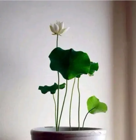 夏季养花，一定要养碗莲花，来看看养护方法吧(如何养碗莲花)